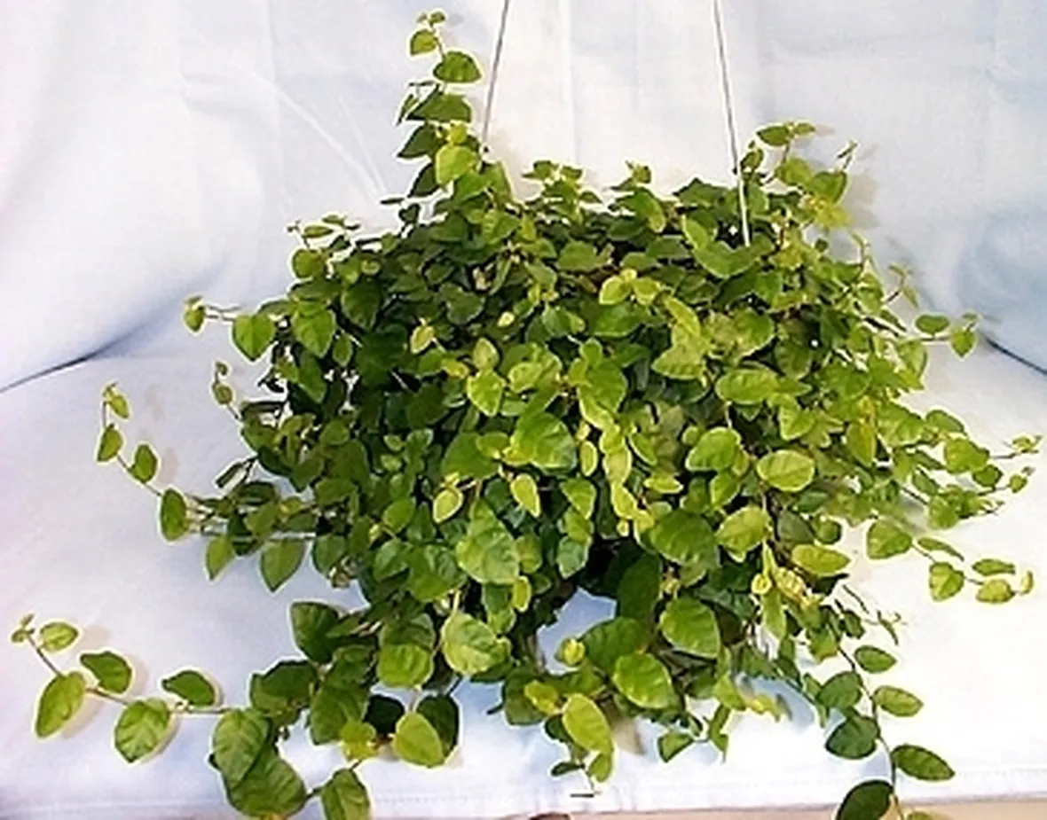 ficus repens-6