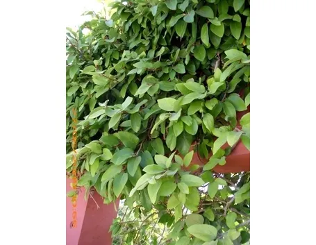 ficus repens-9