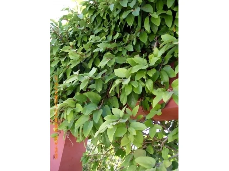 ficus repens-9