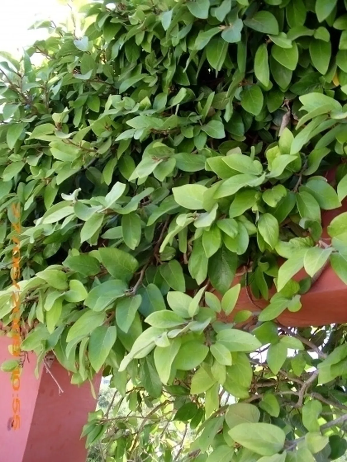 ficus repens-9