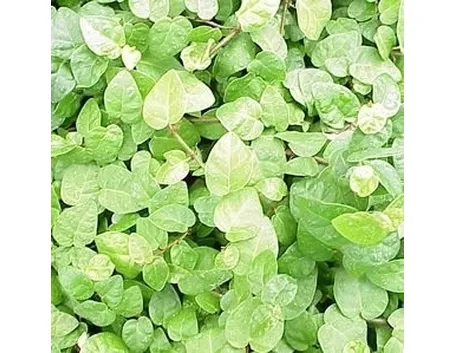 Ficus repens terreno