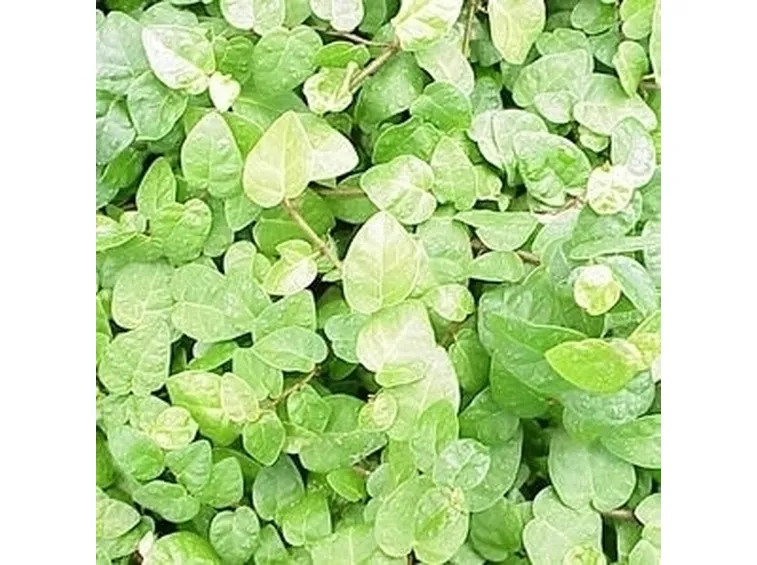 Ficus repens terreno