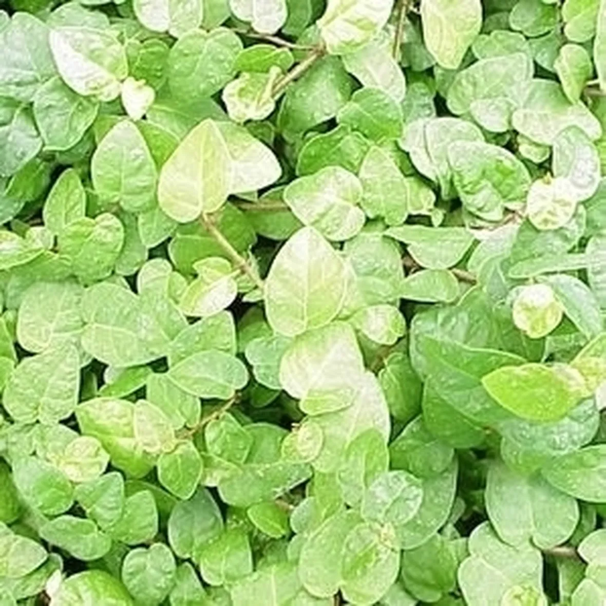 Ficus repens terreno