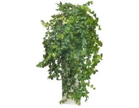 ficus repens
