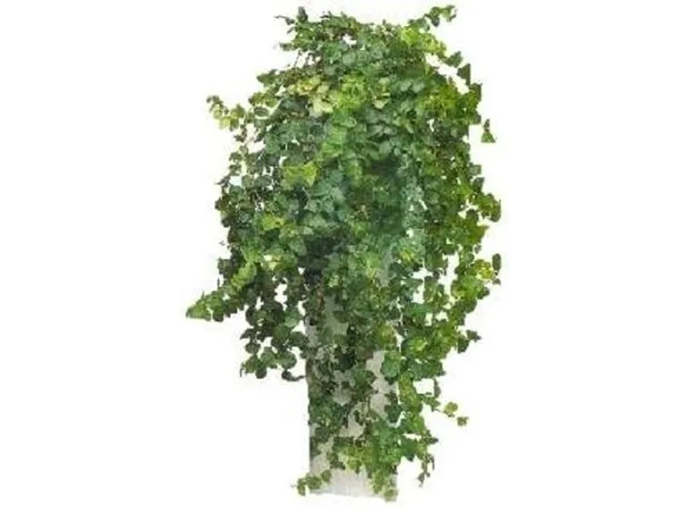 ficus repens