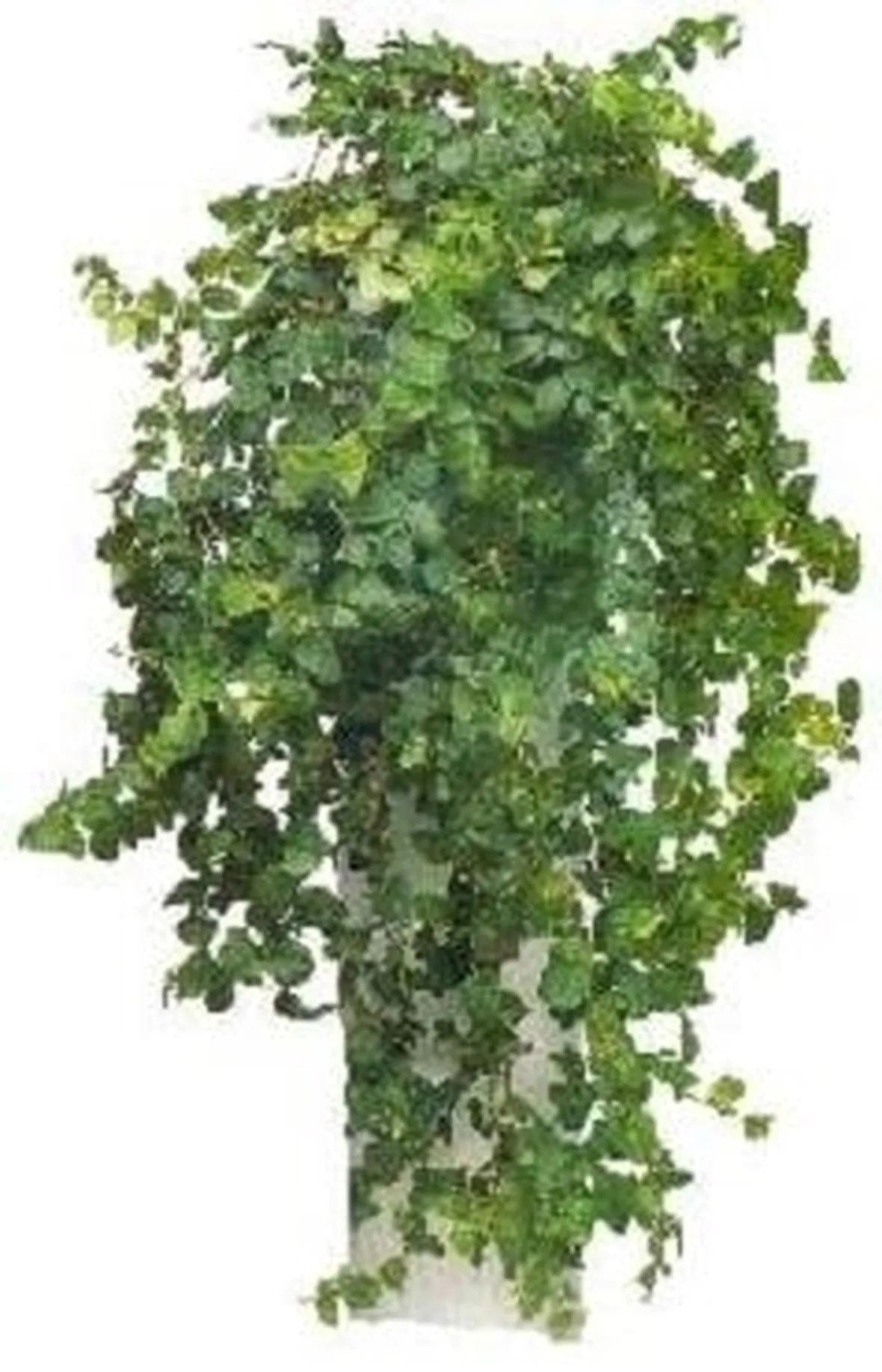 ficus repens