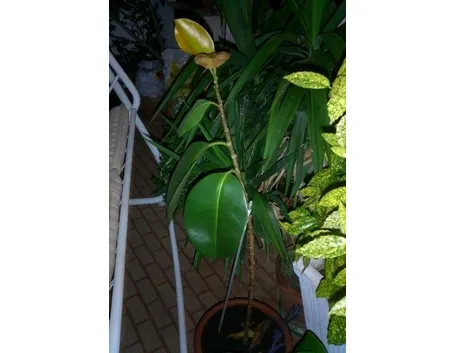 ficus robusta-4