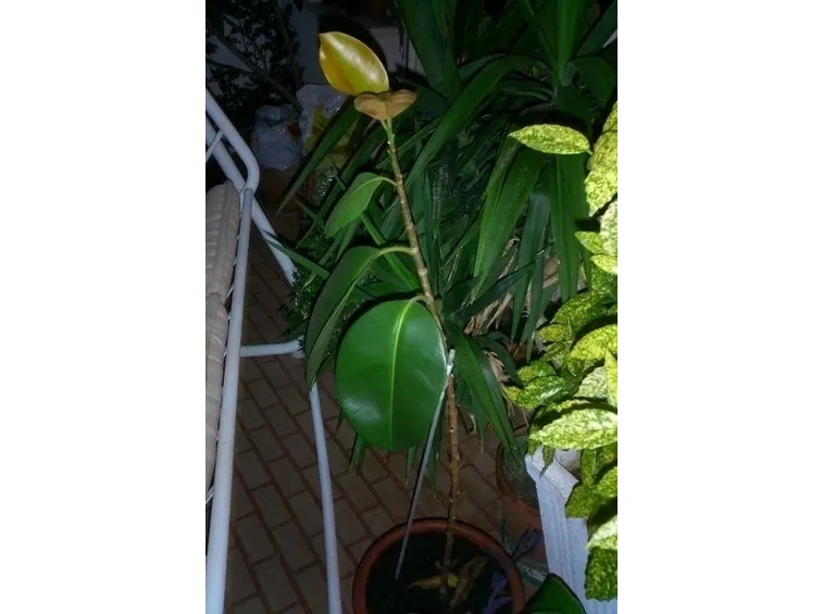 ficus robusta-4