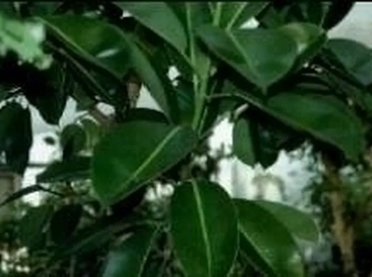 Caratteristiche della ficus robusta