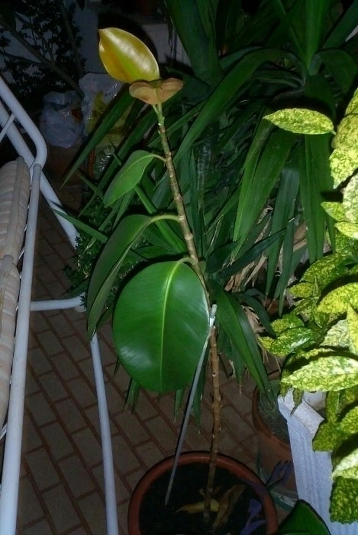 ficus robusta-4