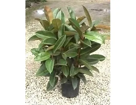 ficus robusta-6