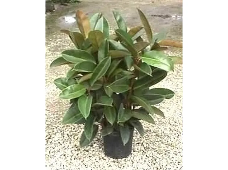 ficus robusta-6