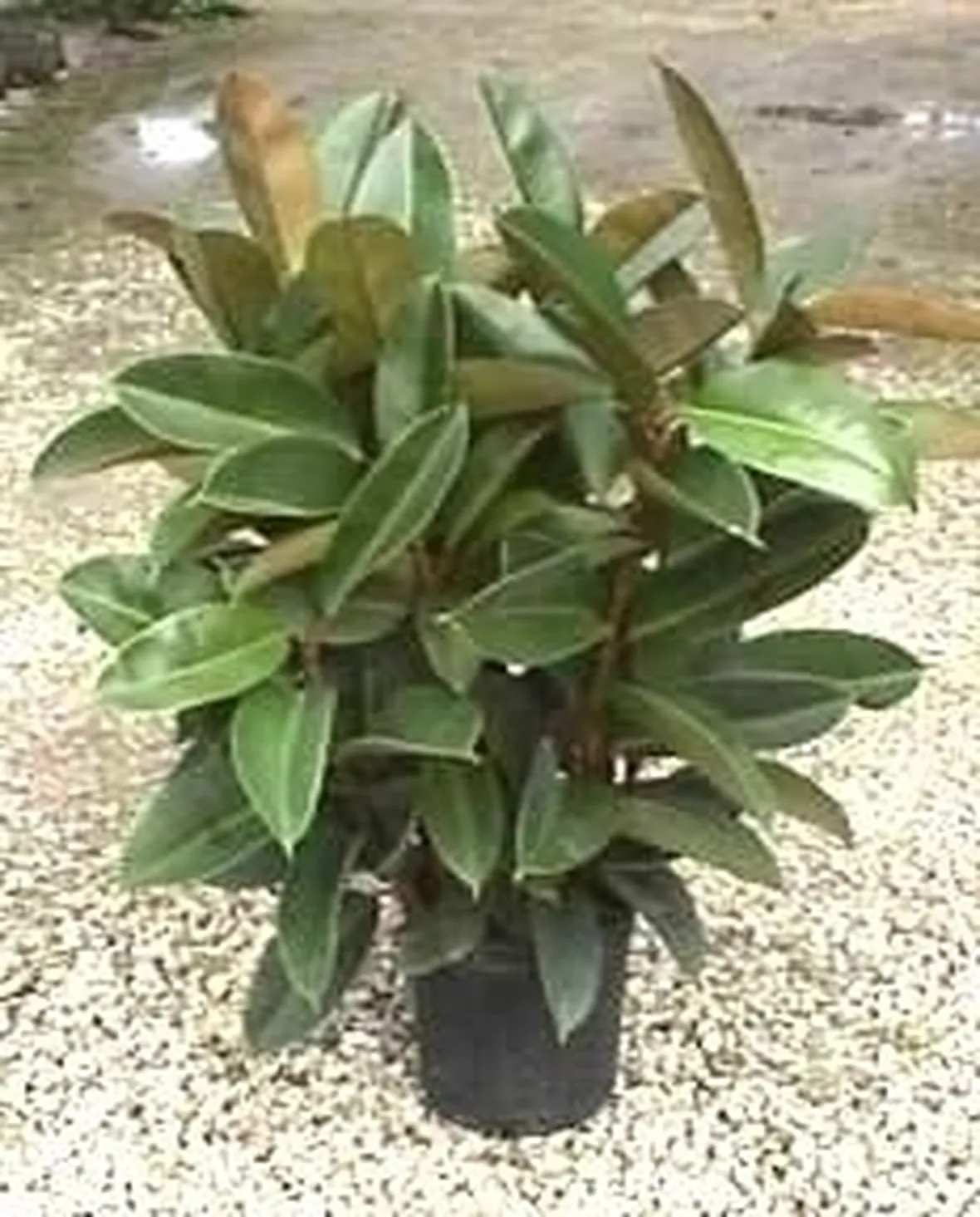 ficus robusta-6