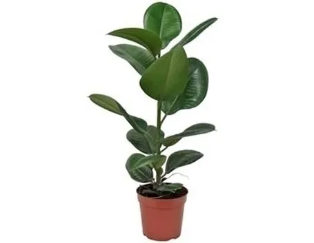 ficus robusta
