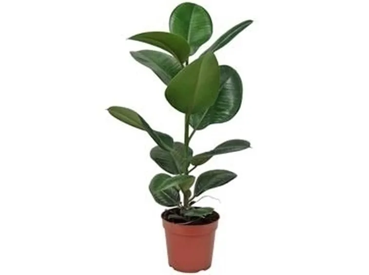 ficus robusta