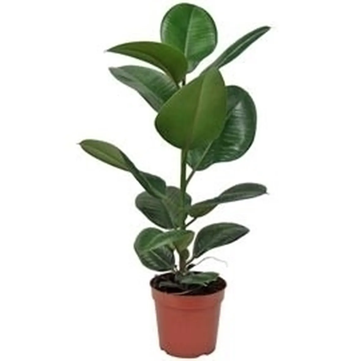 ficus robusta