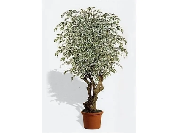 ficus variegata-2