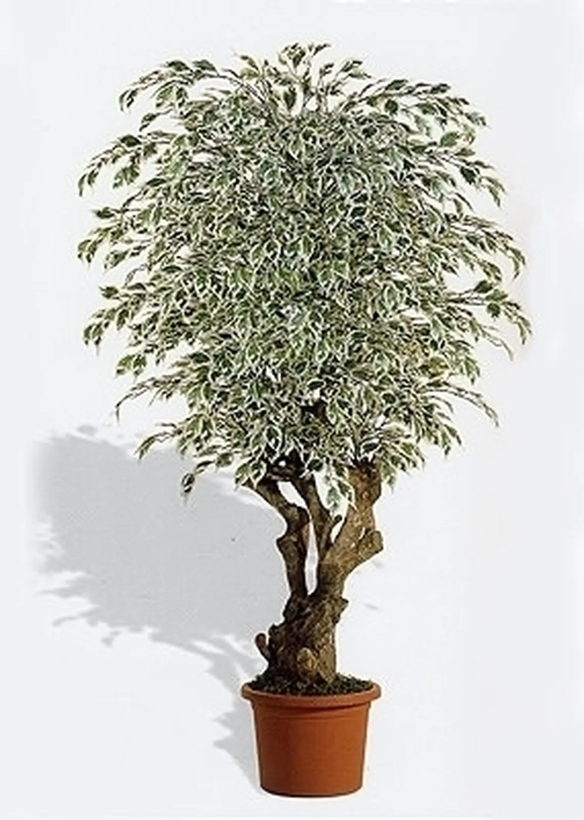 ficus variegata-2
