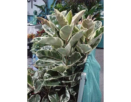 ficus variegata-3