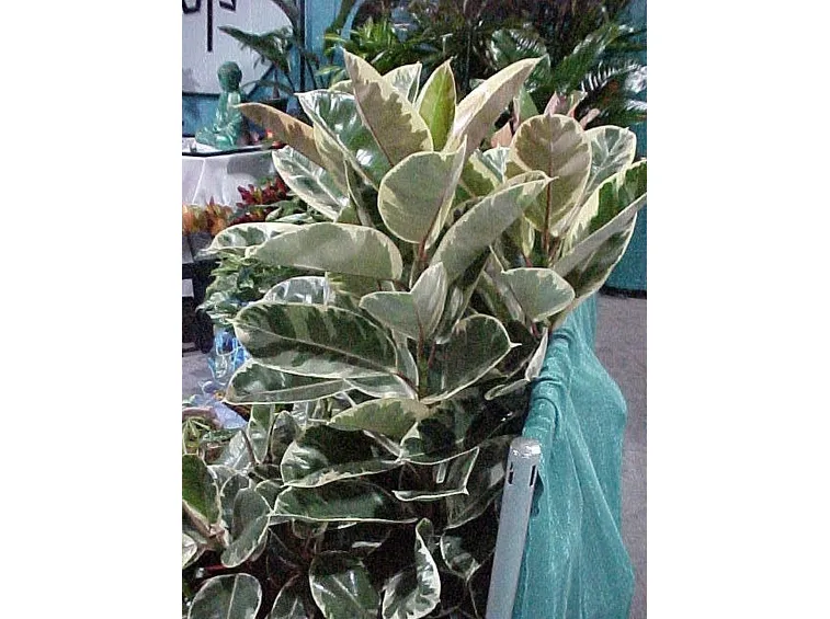 ficus variegata-3