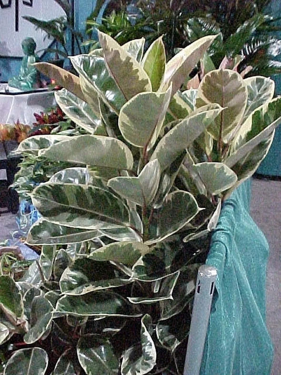 ficus variegata-3