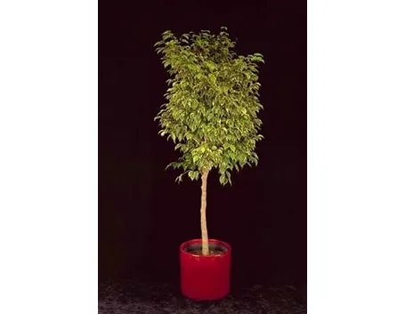 ficus variegata-5