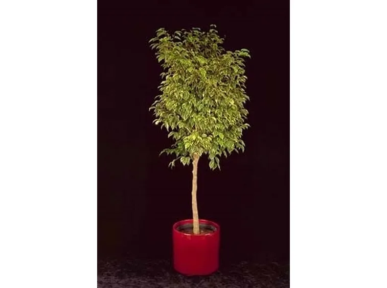 ficus variegata-5