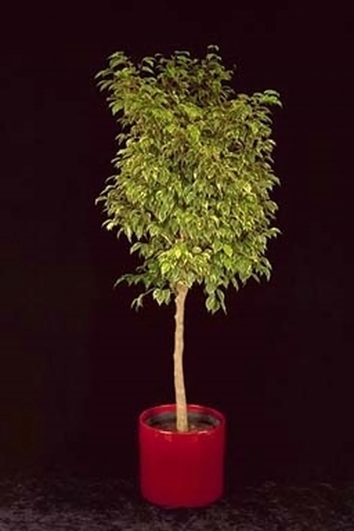 ficus variegata-5