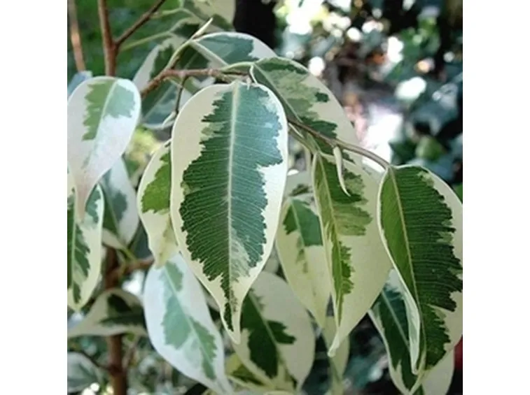 ficus variegata-7