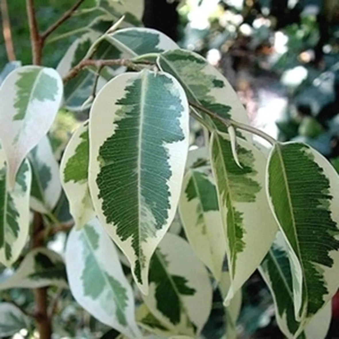 ficus variegata-7