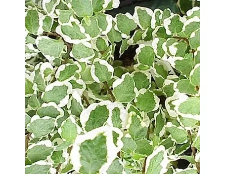 ficus variegata-8