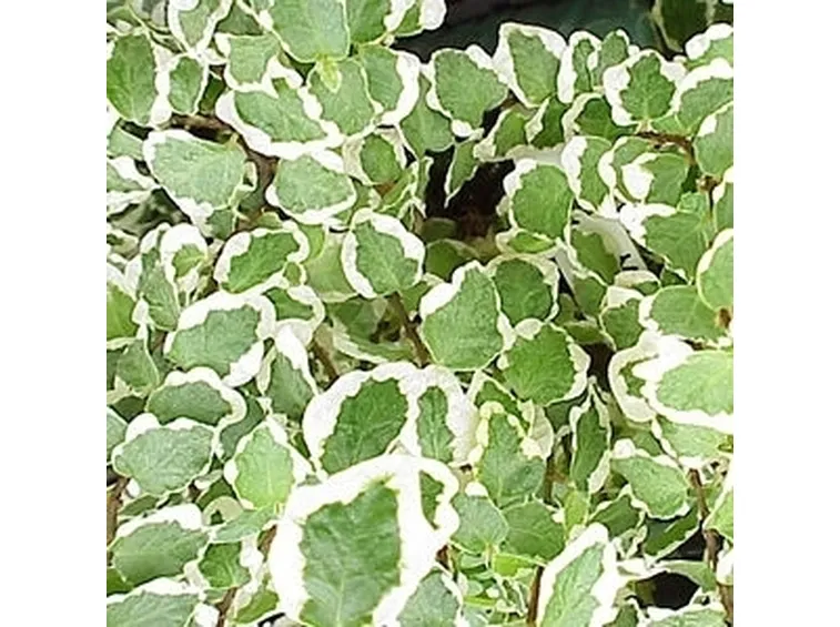 ficus variegata-8
