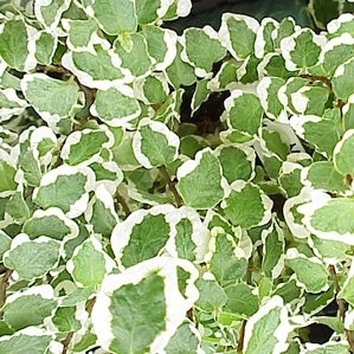 ficus variegata-8