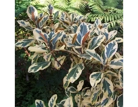 ficus variegata