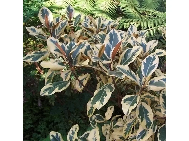 ficus variegata