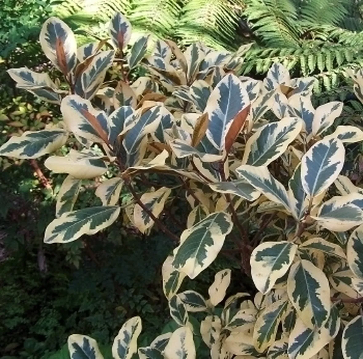 ficus variegata