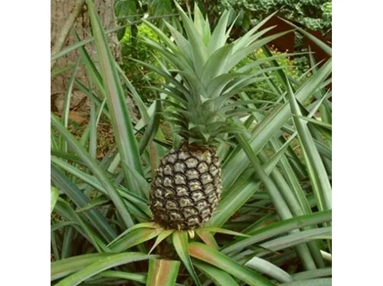 Ananas rosso