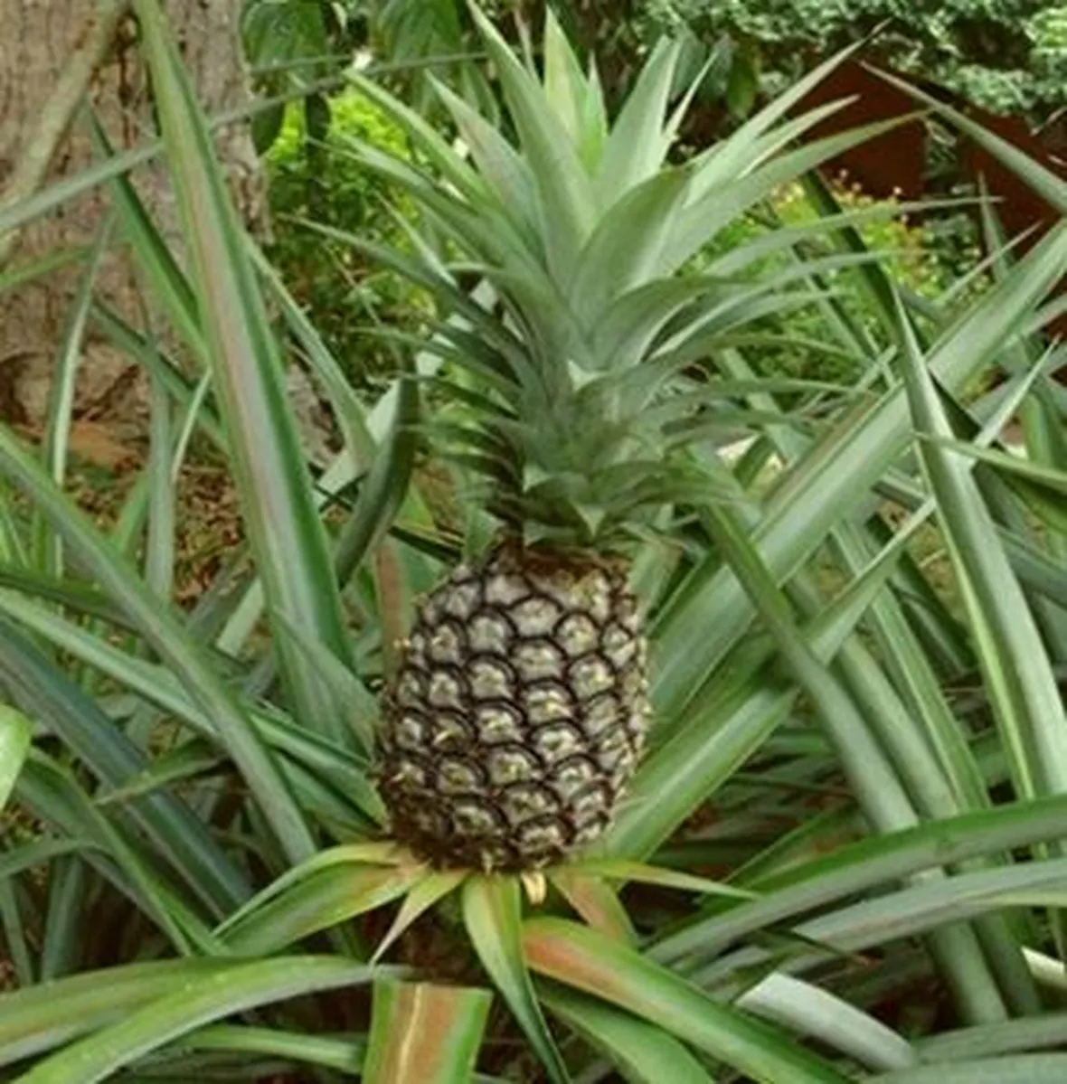 Ananas rosso