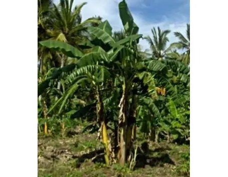 Banano-9