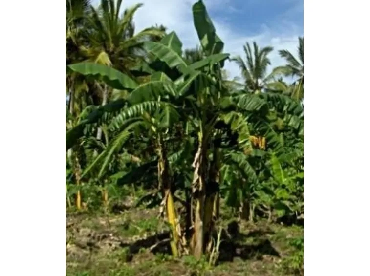 Banano-9