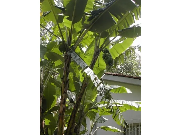 Banano del Paranà