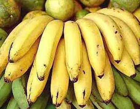 Banano Musella lasiocampa