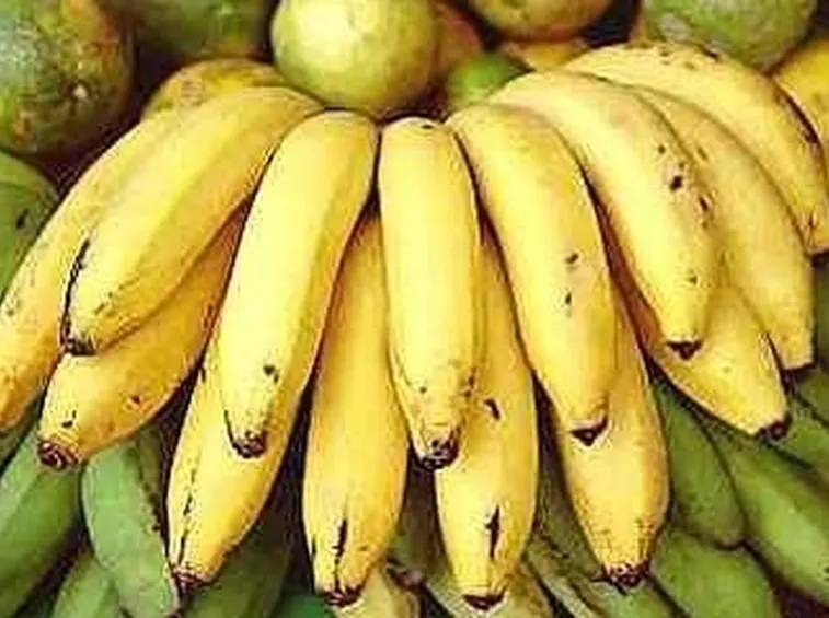 Banano Musella lasiocampa