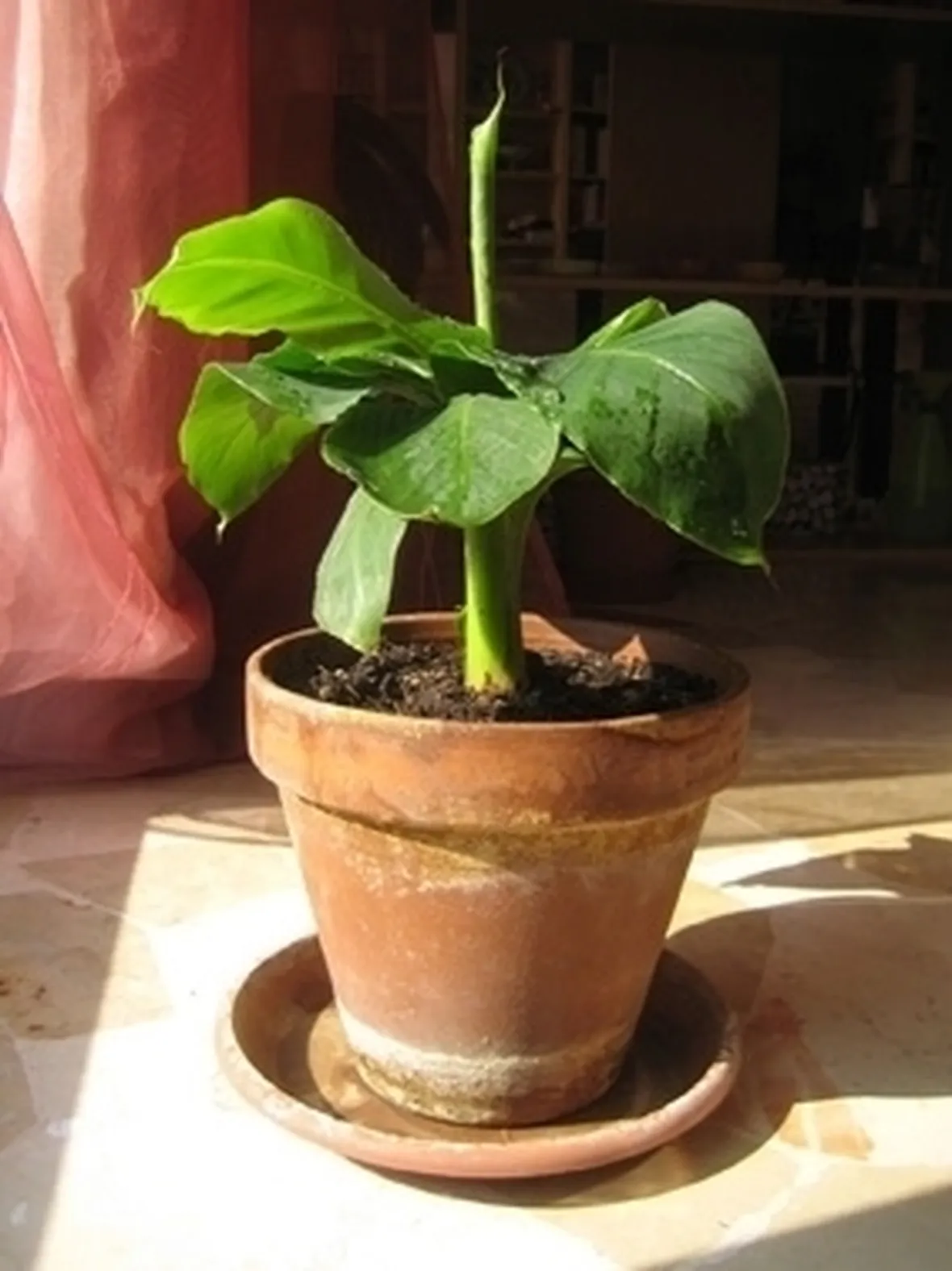 Banano
