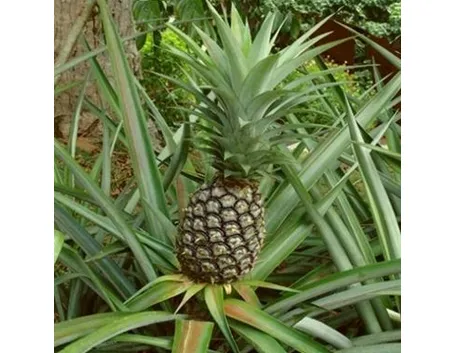 Caratteristiche e proprietà della bromelina contenuta nel gambo d'ananas. 