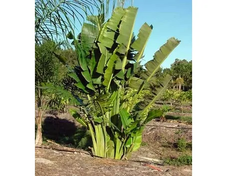 Coltivare un banano