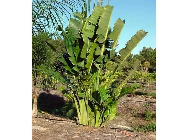 Coltivare un banano