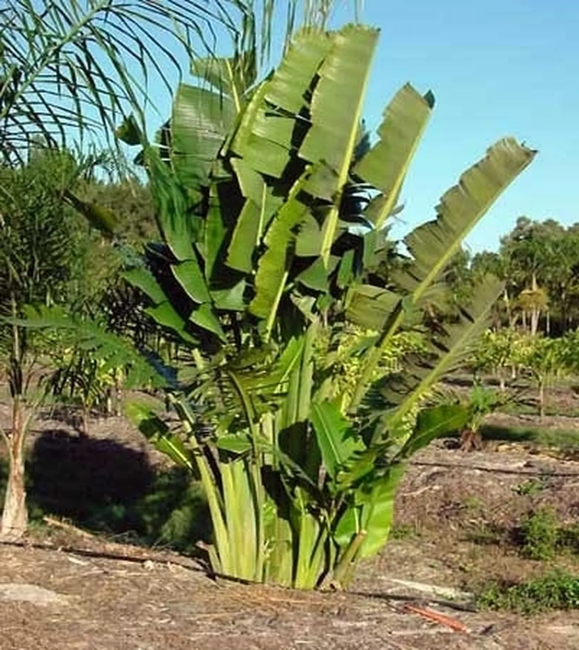 Coltivare un banano