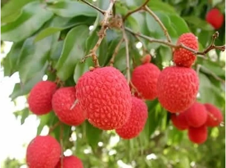 Litchi-3