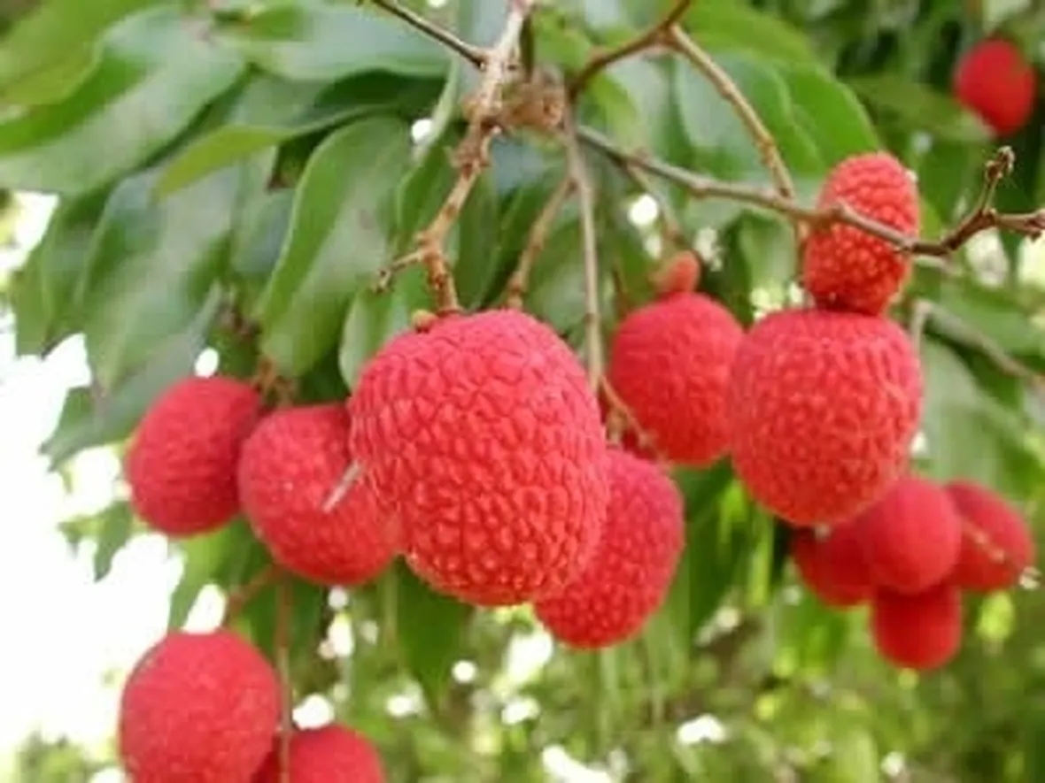 Litchi-3